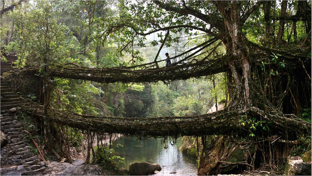 Die lebenden Brücken von Meghalaya